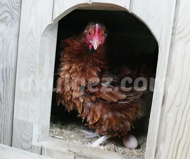 Özel Başakşehir Misay Anaokulları