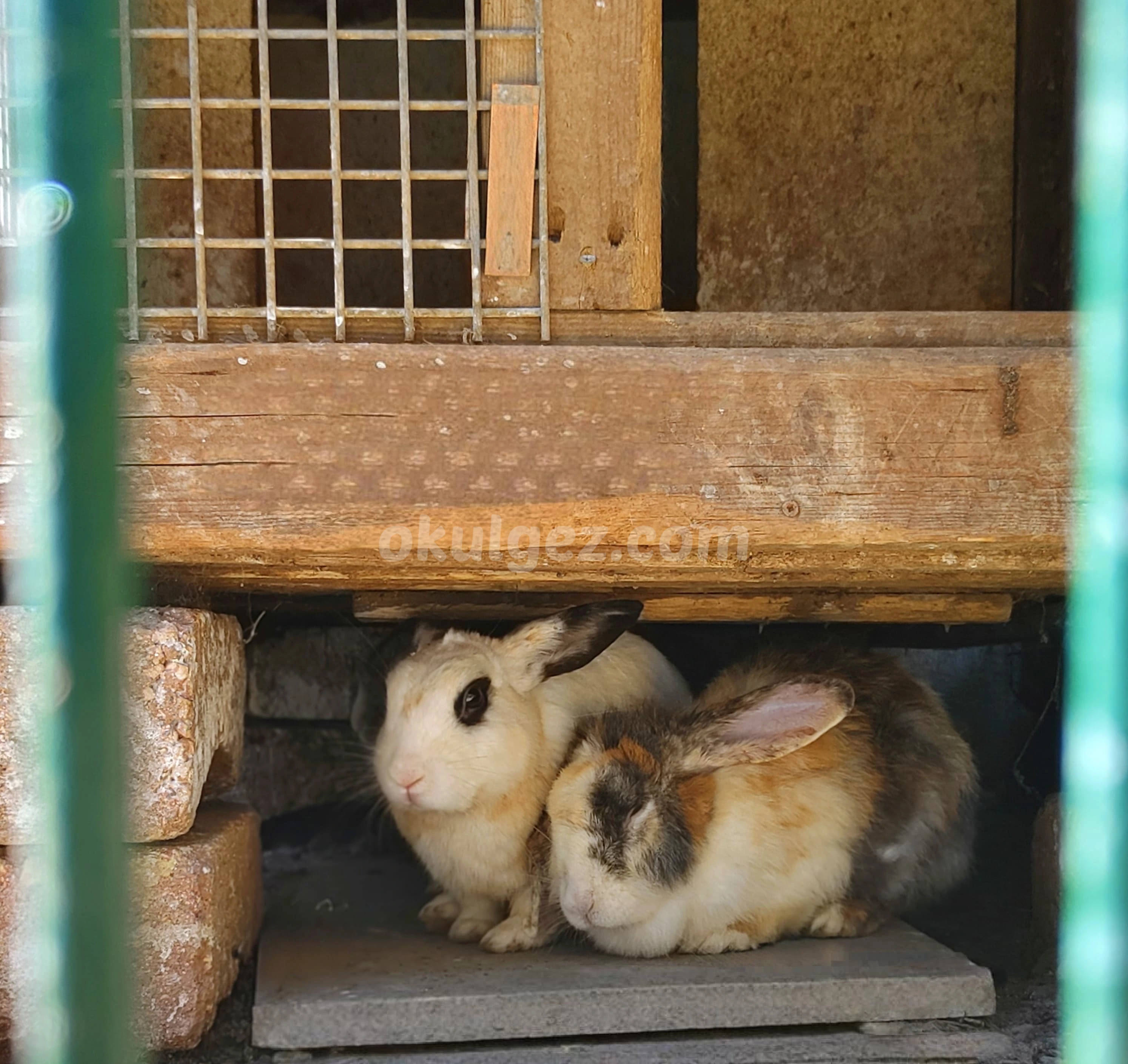 Özel Başakşehir Misay Anaokulları