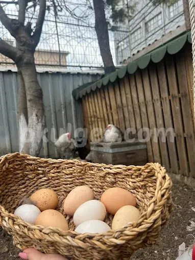 Özel Beylikdüzü Hayal Bahçem Anaokulu
