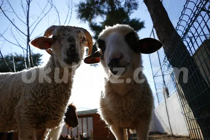 Özel Beylikdüzü İngiliz Kültür Kids Aloud Anaokulu