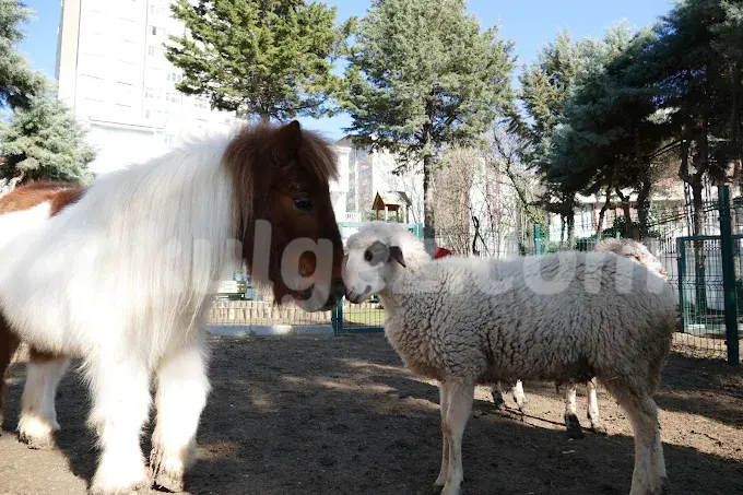 Özel Beylikdüzü İngiliz Kültür Kids Aloud Anaokulu