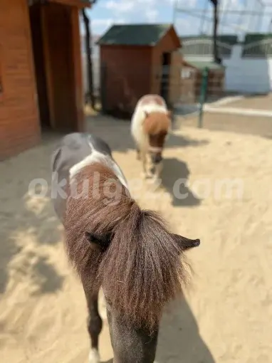 Özel Beylikdüzü İngiliz Kültür Kids Aloud Anaokulu