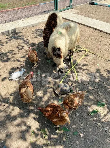 Özel Beylikdüzü İngiliz Kültür Kids Aloud Anaokulu