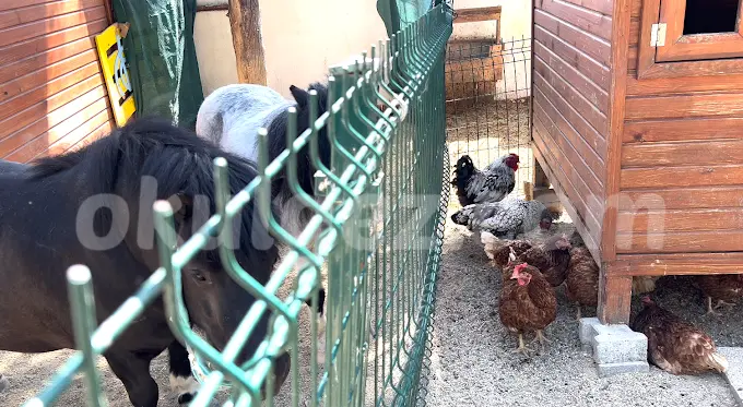 Özel Beylikdüzü İngiliz Kültür Kids Aloud Anaokulu