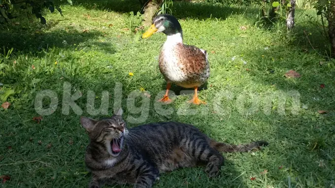 Özel Beylikdüzü Işıl Anaokulu