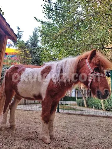 Özel Beylikdüzü Kids Aloud Anaokulu