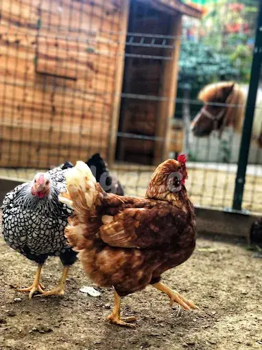 Özel Beylikdüzü Kids Aloud Anaokulu