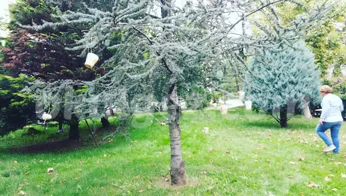 Özel Bir Demet Anaokulu