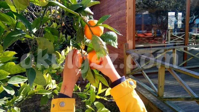 Özel Gelecek Nesil Ekoloji Anaokulu