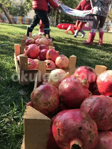 Özel Gelecek Nesil Ekoloji Anaokulu