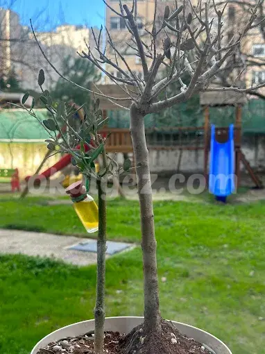 Özel İdea Sanat Anaokulları