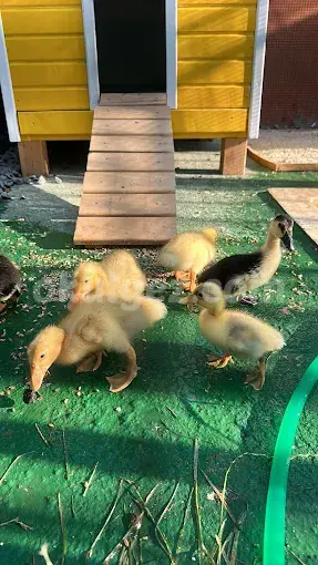 Özel Kalp Ülkesi Anaokulları