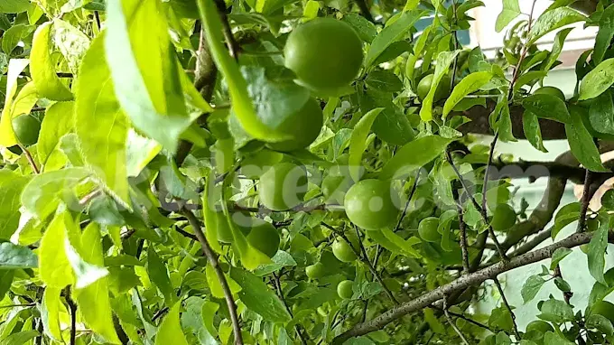 Özel NLP Kids Anaokulu