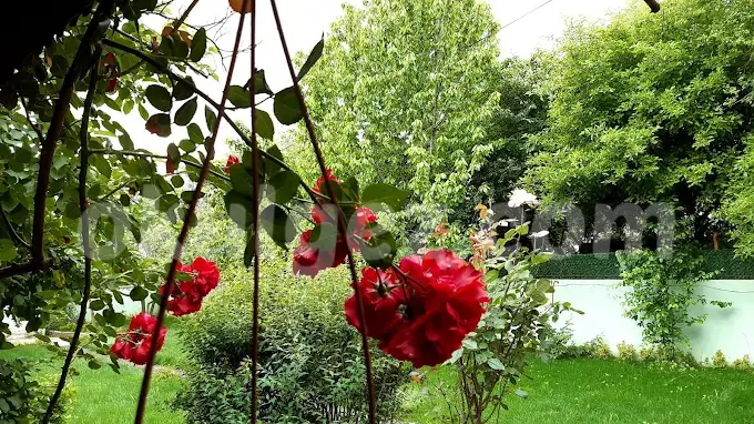 Özel NLP Kids Anaokulu