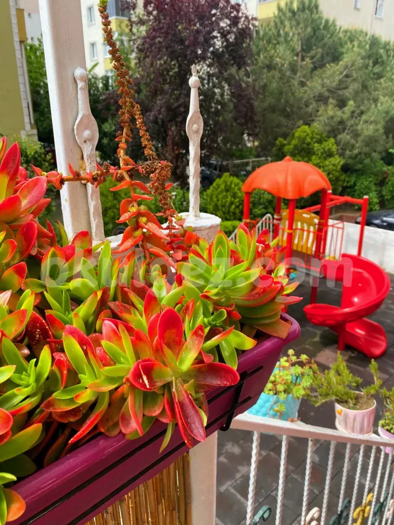 Özel Tabiat Anaokulu