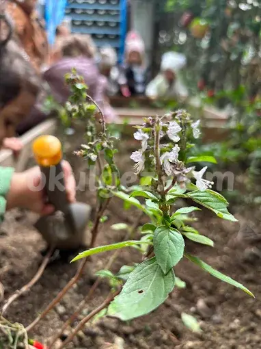 Özel Zeytin Ağacı Montessori Anaokulu