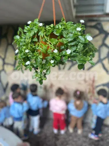 Özel Zeytin Ağacı Montessori Anaokulu